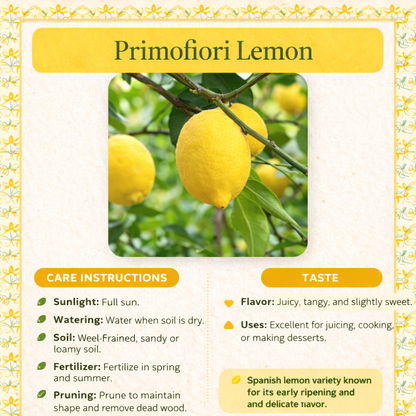 Primofiori Lemon Plant Live Nimbu Tree Kagzi Lemon Citrus Limon Fruit Plant
