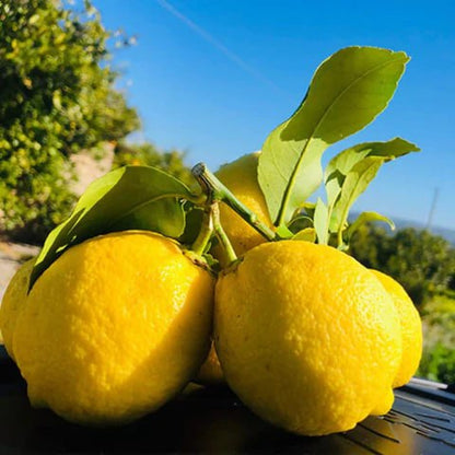 Primofiori Lemon Plant Live Nimbu Tree Kagzi Lemon Citrus Limon Fruit Plant