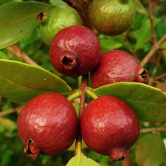 Psidium cattleianum Guava Air Layered Healthy Fruit Plant
