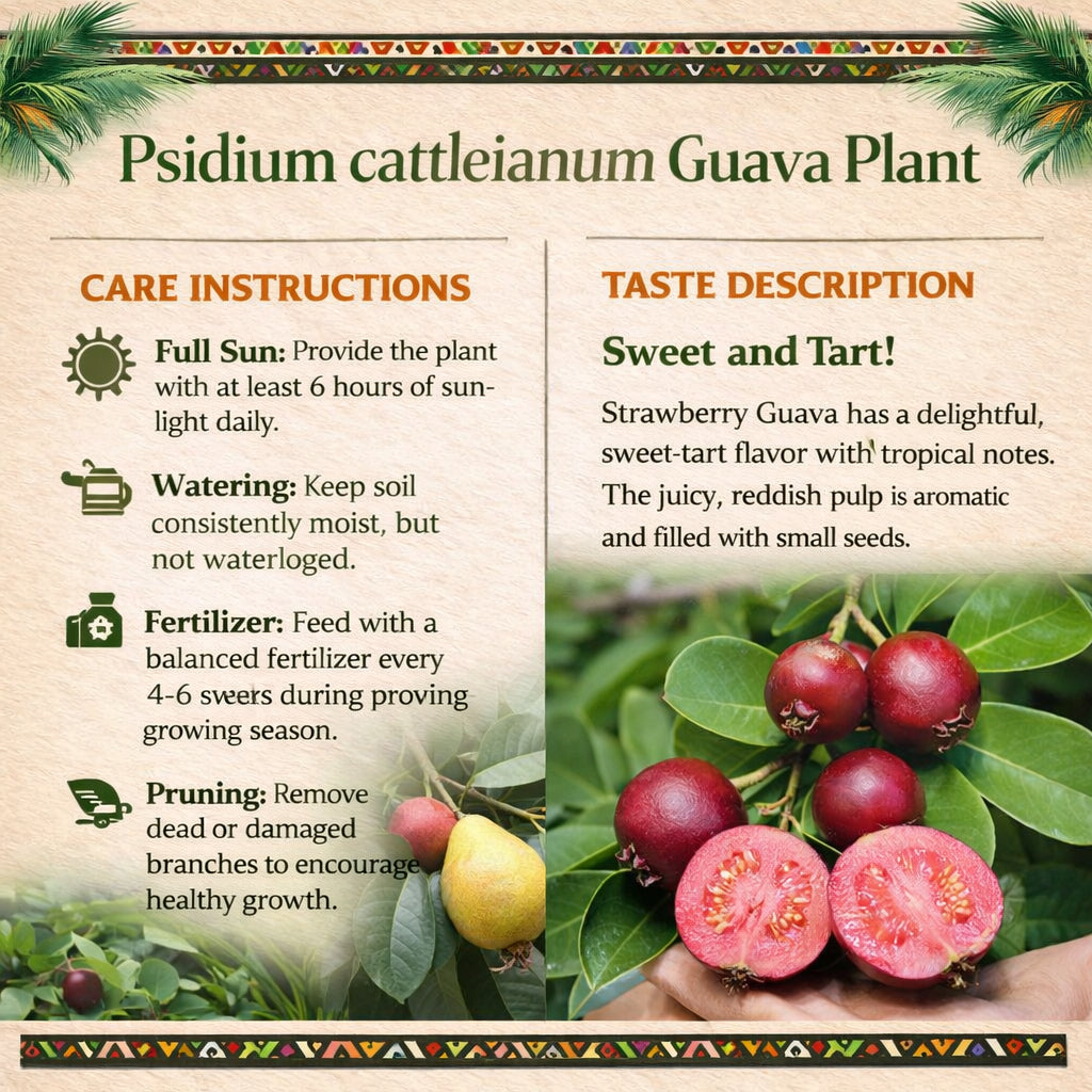 Psidium cattleianum Guava Air Layered Healthy Fruit Plant