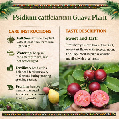 Psidium cattleianum Guava Air Layered Healthy Fruit Plant