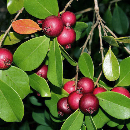 Psidium cattleianum Guava Air Layered Healthy Fruit Plant