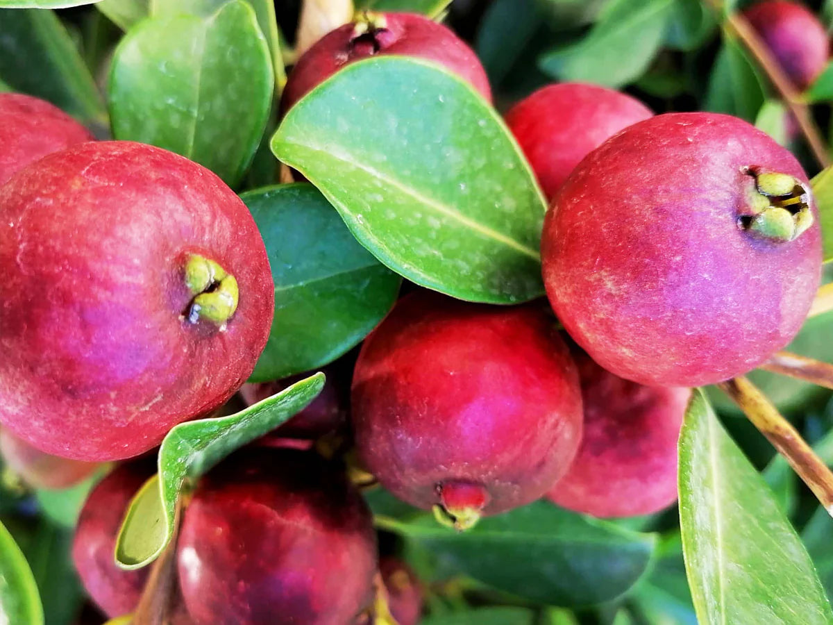 Psidium cattleianum Guava Air Layered Healthy Fruit Plant