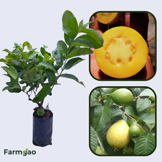 Psidium friedrichsthalianum Guava Air Layered Healthy Fruit Plant