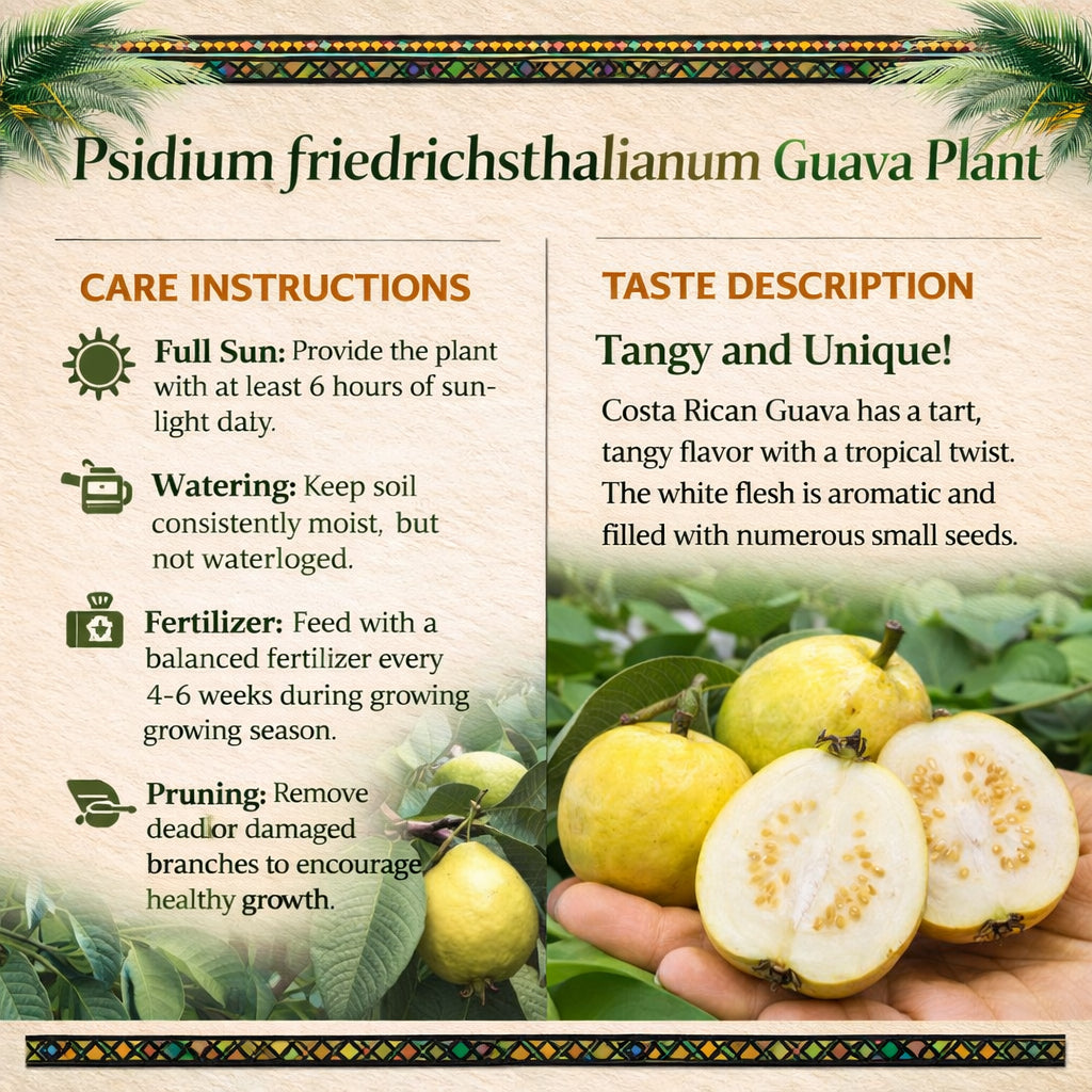 Psidium friedrichsthalianum Guava Air Layered Healthy Fruit Plant