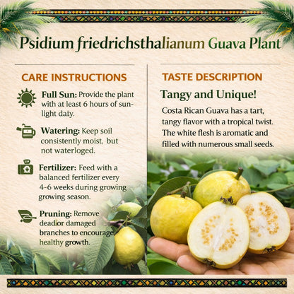 Psidium friedrichsthalianum Guava Air Layered Healthy Fruit Plant