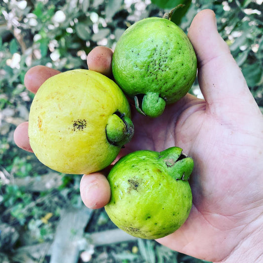 Psidium friedrichsthalianum Guava Air Layered Healthy Fruit Plant