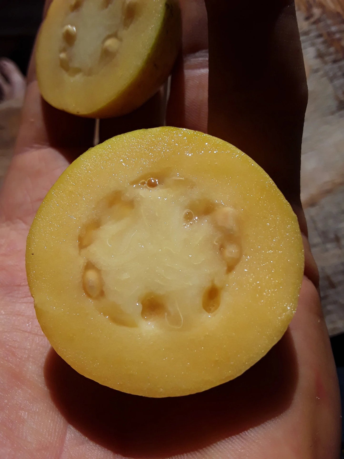 Psidium friedrichsthalianum Guava Air Layered Healthy Fruit Plant
