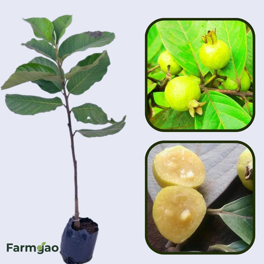 Psidium guineense Guava Air Layered Healthy Fruit Plant