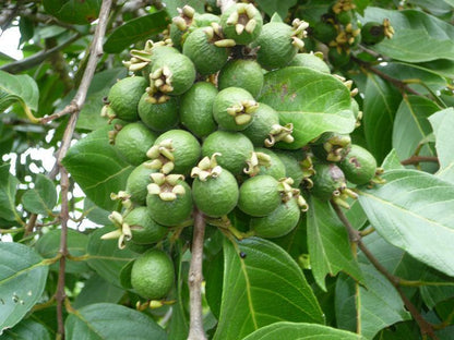 Psidium guineense Guava Air Layered Healthy Fruit Plant