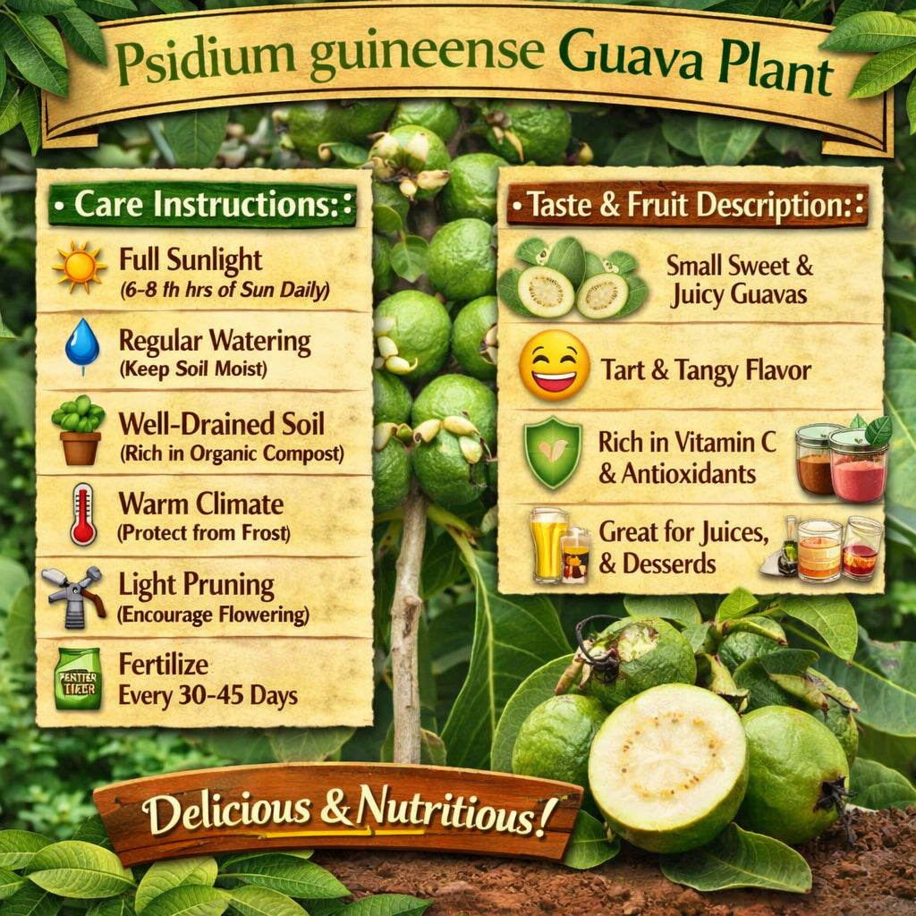 Psidium guineense Guava Air Layered Healthy Fruit Plant