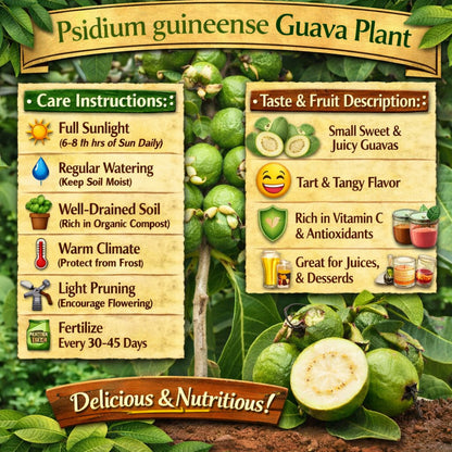 Psidium guineense Guava Air Layered Healthy Fruit Plant