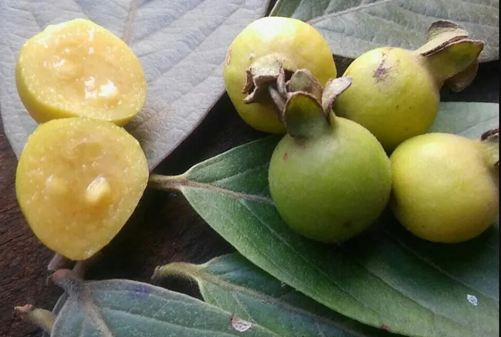 Psidium guineense Guava Air Layered Healthy Fruit Plant