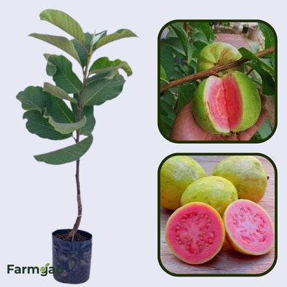 Puebla Pink Guava Air Layered Healthy Fruit Plant