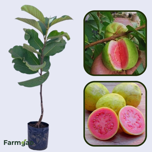 Puebla Pink Guava Air Layered Healthy Fruit Plant