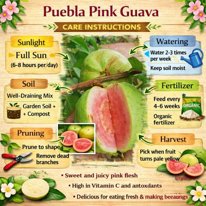 Puebla Pink Guava Air Layered Healthy Fruit Plant