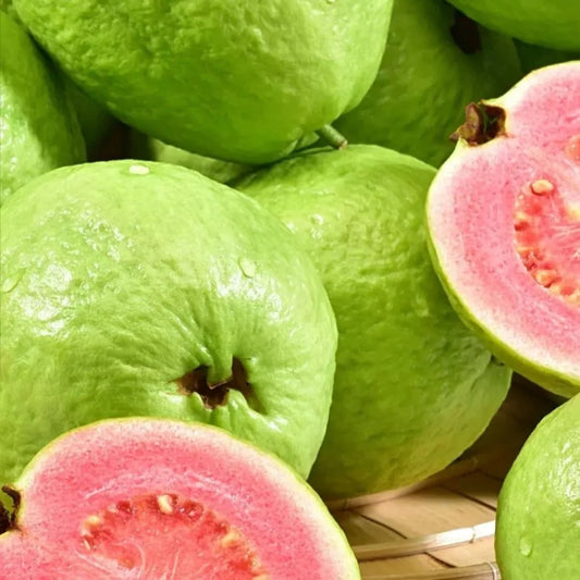 Puebla Pink Guava Air Layered Healthy Fruit Plant