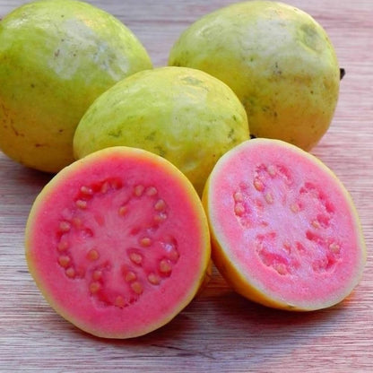 Puebla Pink Guava Air Layered Healthy Fruit Plant