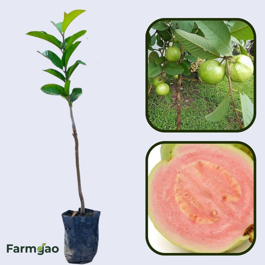 Punjab Pink Guava Air Layered Healthy Fruit Plant