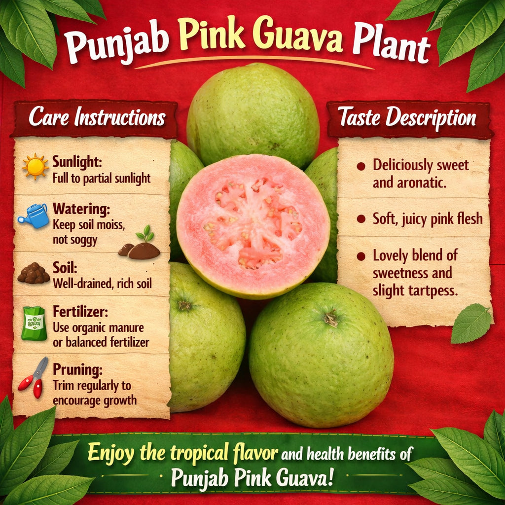 Punjab Pink Guava Air Layered Healthy Fruit Plant