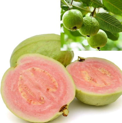 Punjab Pink Guava Air Layered Healthy Fruit Plant
