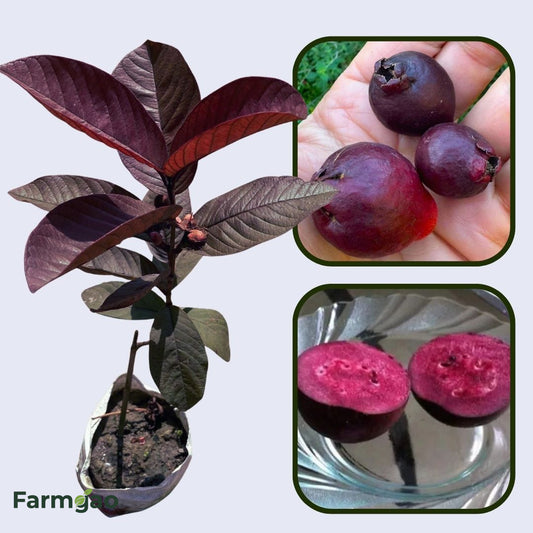 Purple Guava Air Layered Healthy Fruit Plant