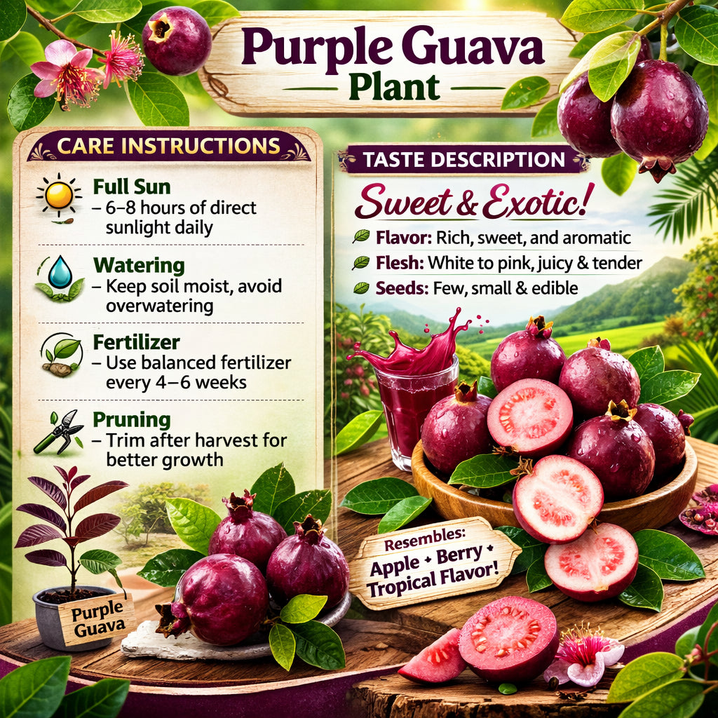 Purple Guava Air Layered Healthy Fruit Plant