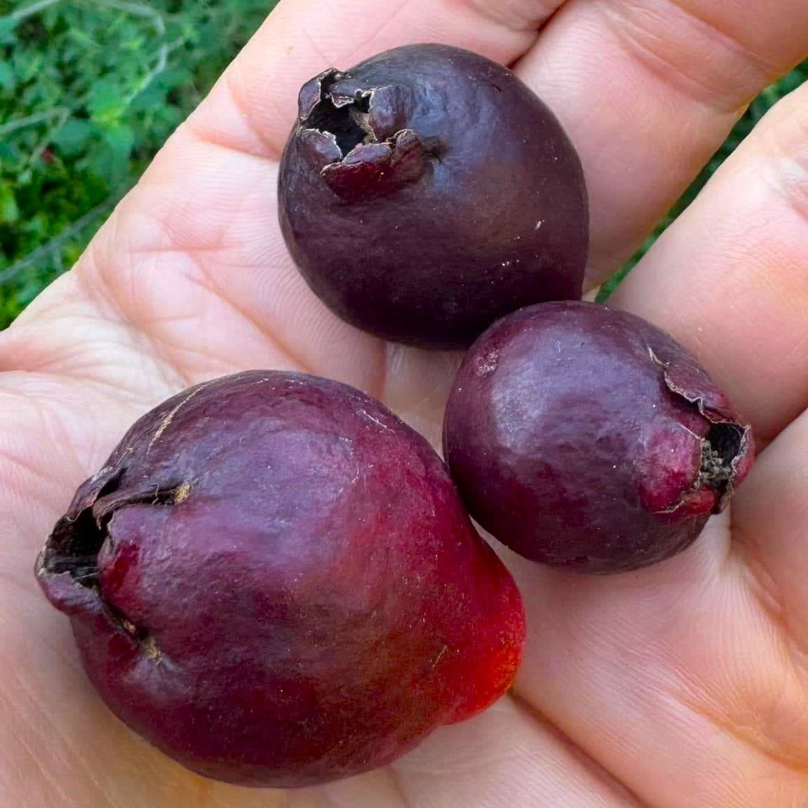 Purple Guava Air Layered Healthy Fruit Plant