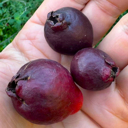 Purple Guava Air Layered Healthy Fruit Plant
