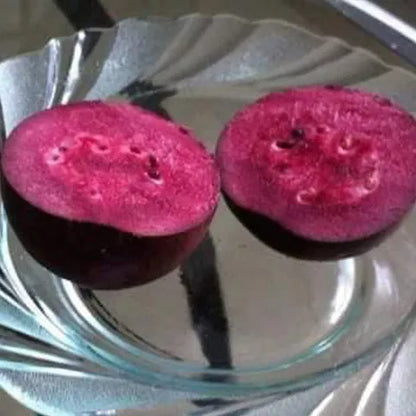 Purple Guava Air Layered Healthy Fruit Plant