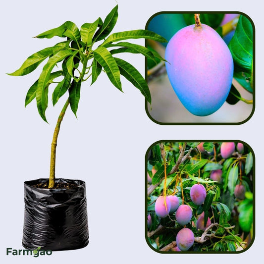 Purple Japanese Miyazaki Mango Aam Grafted Healthy Fruit Plant