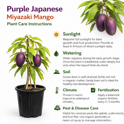Purple Japanese Miyazaki Mango Aam Grafted Healthy Fruit Plant