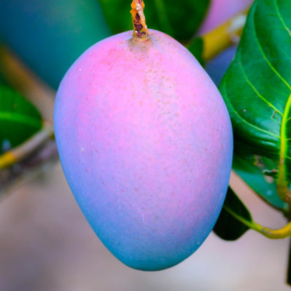 Purple Japanese Miyazaki Mango Aam Grafted Healthy Fruit Plant