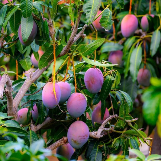 Purple Japanese Miyazaki Mango Aam Grafted Healthy Fruit Plant