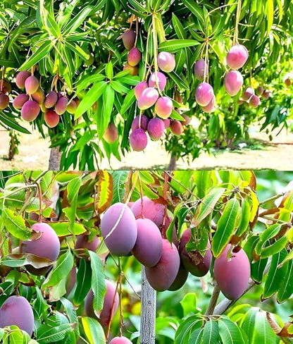 Purple Japanese Miyazaki Mango Aam Grafted Healthy Fruit Plant