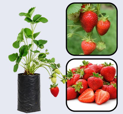 Quinault Strawberry Healthy Sweet Home Garden Kitchen Garden Terrace Balcony Fruit Plant