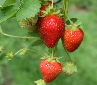 Quinault Strawberry Healthy Sweet Home Garden Kitchen Garden Terrace Balcony Fruit Plant