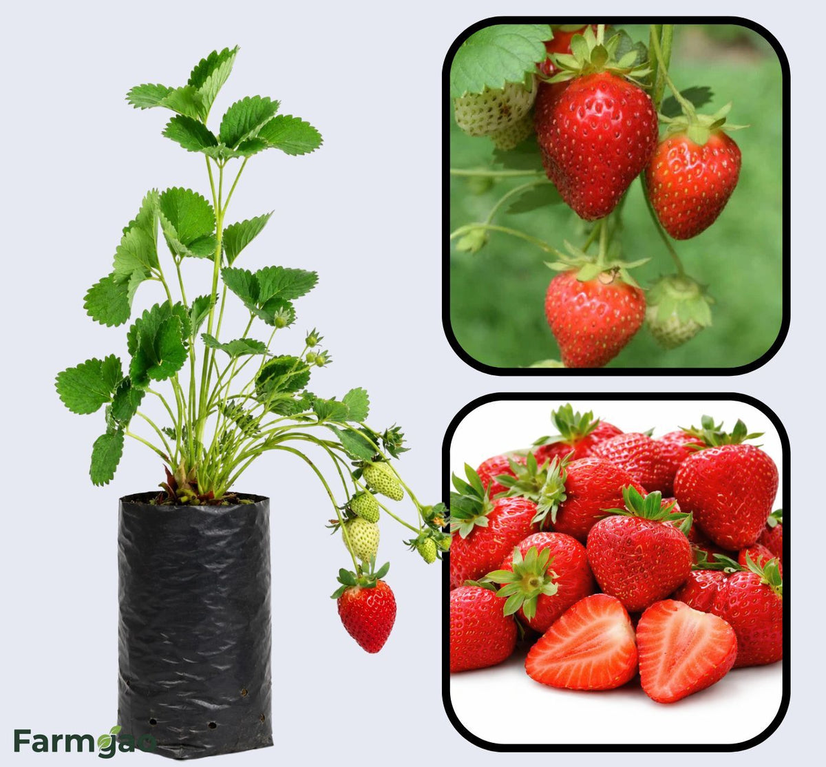 Quinault Strawberry Healthy Sweet Home Garden Kitchen Garden Terrace Balcony Fruit Plant
