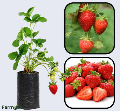 Quinault Strawberry Healthy Sweet Home Garden Kitchen Garden Terrace Balcony Fruit Plant