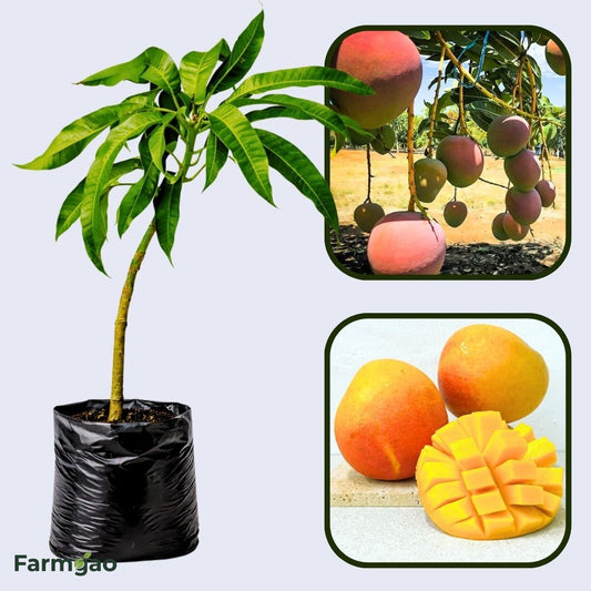 R2E2 / Jambura Sweet Mango Aam Grafted Healthy Fruit Plant