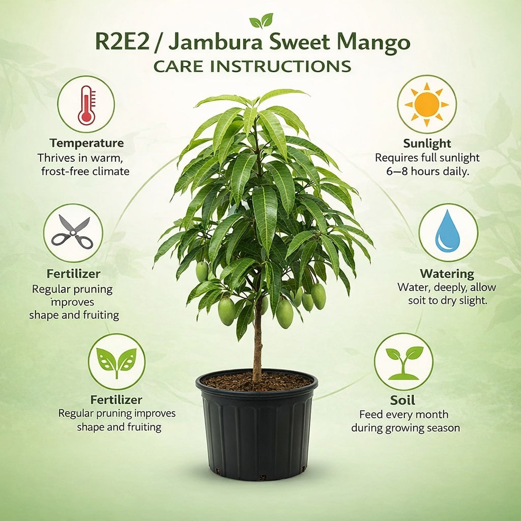 R2E2 / Jambura Sweet Mango Aam Grafted Healthy Fruit Plant