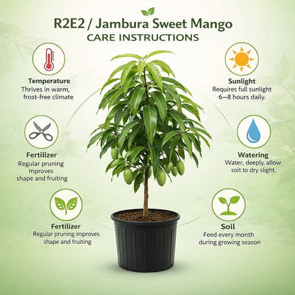 R2E2 / Jambura Sweet Mango Aam Grafted Healthy Fruit Plant