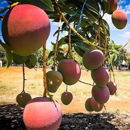 R2E2 / Jambura Sweet Mango Aam Grafted Healthy Fruit Plant