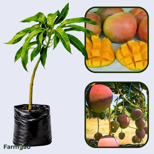 R2E2 (Au) Mango Aam Grafted Healthy Fruit Plant