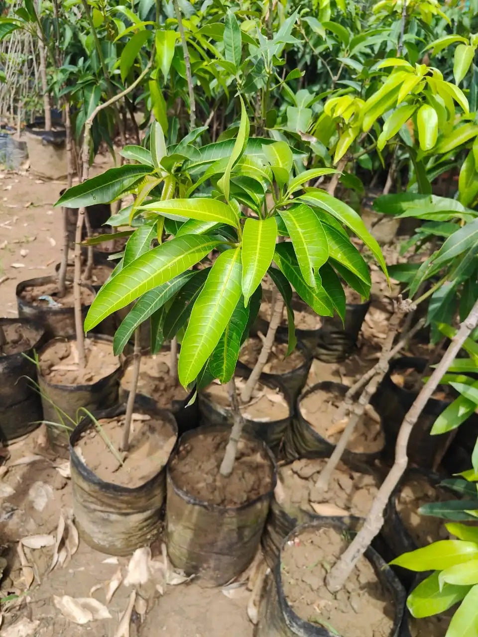 R2E2 (Au) Mango Aam Grafted Healthy Fruit Plant