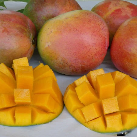 R2E2 (Au) Mango Aam Grafted Healthy Fruit Plant