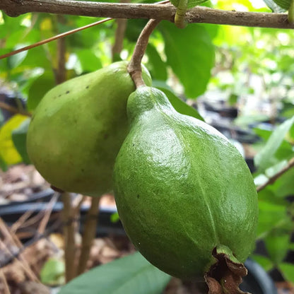 Mexican Cream Guava Hybrid Air Layered Plant