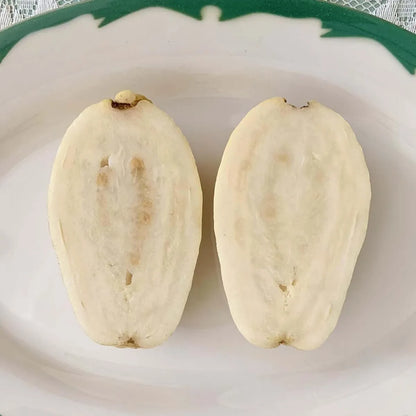 Mexican Cream Guava Hybrid Air Layered Plant