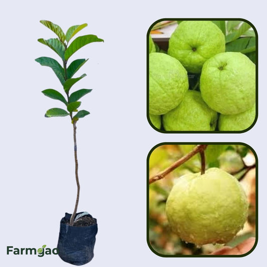RCG-1 Guava Air Layered Healthy Fruit Plant