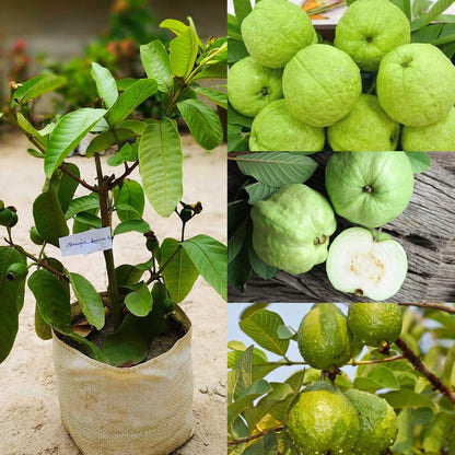 RCG-1 Guava Air Layered Healthy Fruit Plant